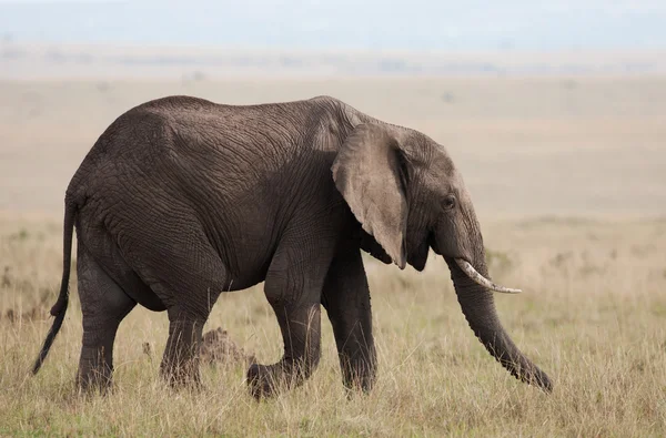 Elefante nas planícies do Maasai Mara, Quênia — Fotografia de Stock