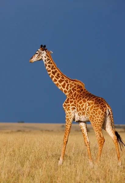 zürafa masai mara Ulusal yedek - kenya üzerinde derin mavi fırtınalı Afrika gökyüzü arka plan üzerinde