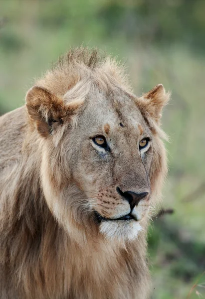 African Lion i Maasai Mara nasjonalpark, Kenya – stockfoto