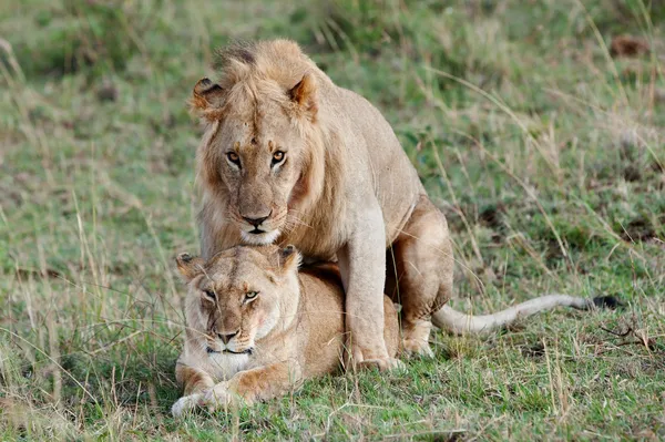 Dos leones apareándose en la reserva de caza Masai Mara en Kenia, África Oriental —  Fotos de Stock