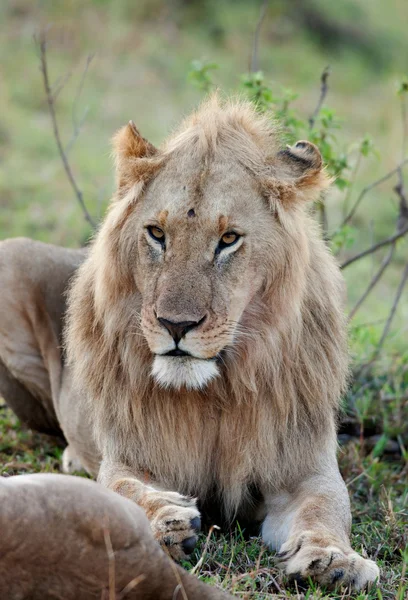 A maszáj Mara Nemzeti Park, a kenyai afrikai oroszlán — Stock Fotó