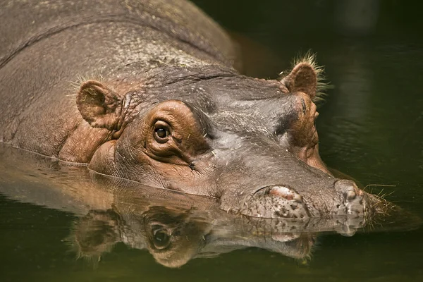 Ippopotamo presso il fiume Mara nella riserva Maasai Mara in Kenya, Africa — Foto Stock