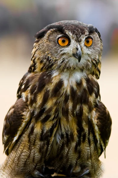 Бенгальська сова з великими помаранчевими очима — стокове фото