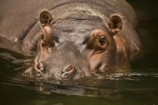 Hippopotamus at the Mara river in the Maasai Mara reserve in Kenya, Africa — Stock Photo, Image