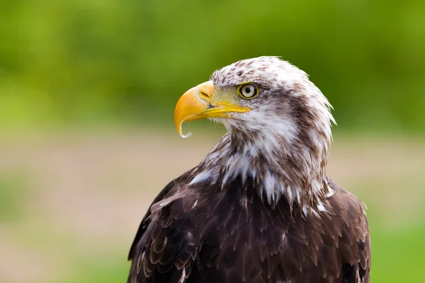 Kel Kartal — Stok fotoğraf