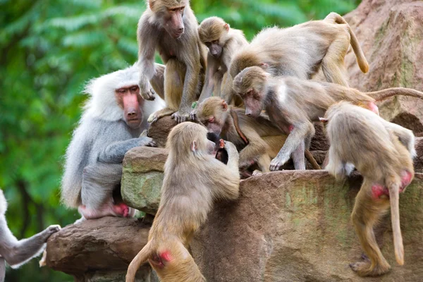 Familia del babuino — Foto de Stock