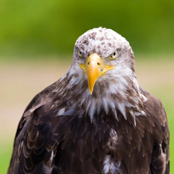 Águila calva — Foto de Stock