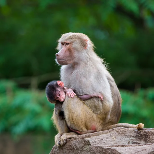 Famille des babouins — Photo