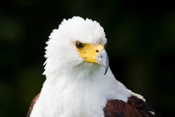 Águila pescadora africana (Haliaeetus vocifer) — Foto de Stock