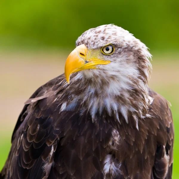 Águila calva — Foto de Stock