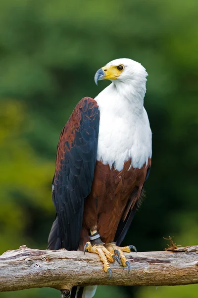 Afrikaanse visarend (Haliaeetus vocifer)) — Stockfoto