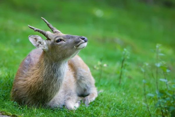 Cervo seduto nell'erba — Foto Stock