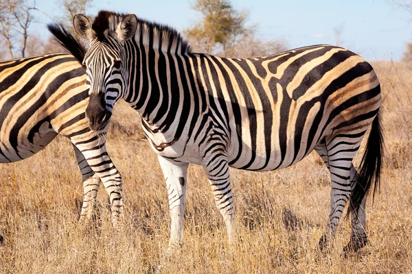 Cebras en el Parque Nacional Kruger, Sudáfrica — Foto de Stock