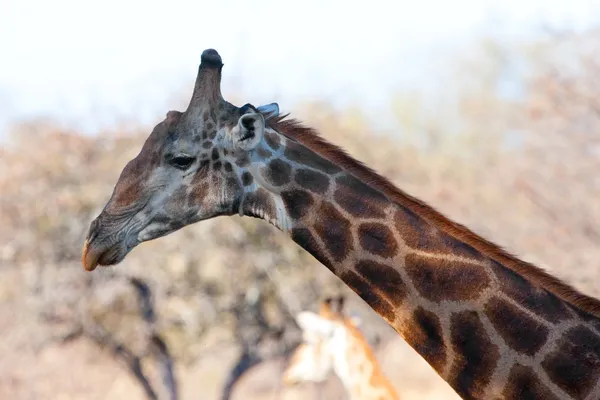 Giraffe (giraffen Giraffe) in kruger national park, Zuid-Afrika — Stockfoto