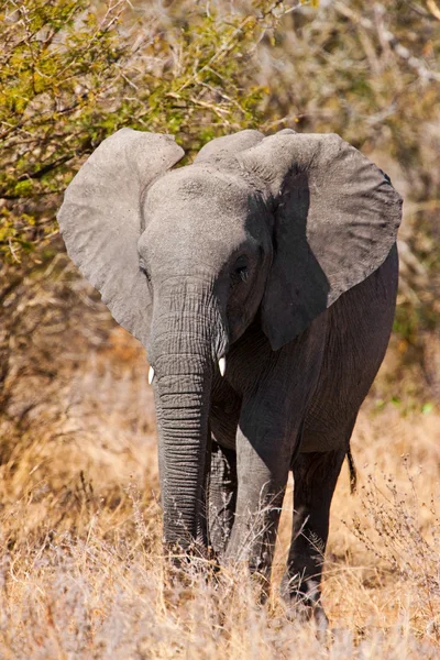 Elefante africano en el Parque Nacional Kruger, Sudáfrica — Foto de Stock