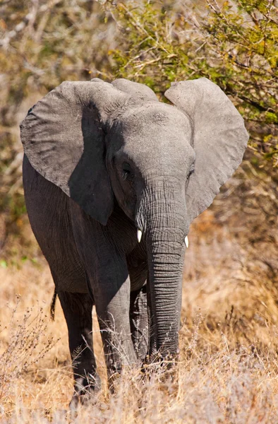 Elefante africano no Parque Nacional Kruger, África do Sul — Fotografia de Stock