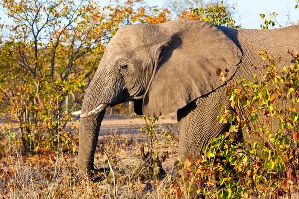 Elefant african în Parcul Național Kruger, Africa de Sud — Fotografie, imagine de stoc