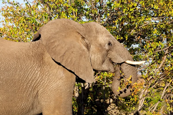Elefante africano no Parque Nacional Kruger, África do Sul — Fotografia de Stock
