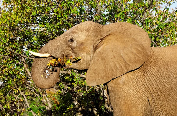 Afrikansk elefant i Kruger National Park, Sydafrika — Stockfoto