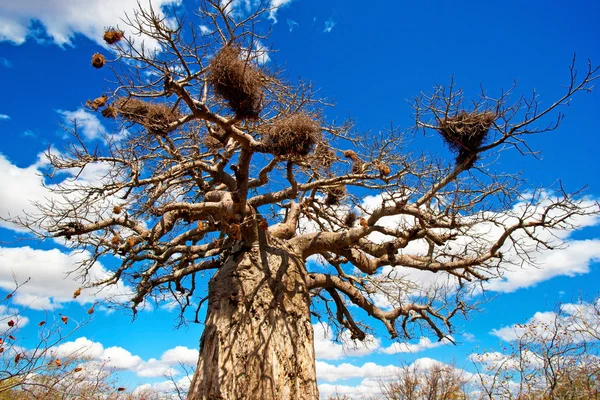 Árbol baobab africano en el Parque Nacional Kruger, Sudáfrica — Foto de Stock