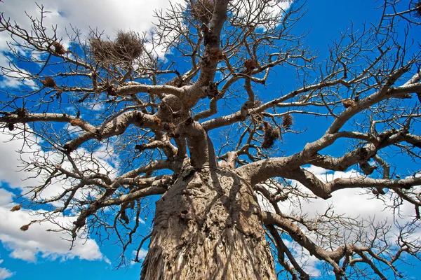 Drzewo Afryka baobab w kruger national park, Afryka Południowa — Zdjęcie stockowe