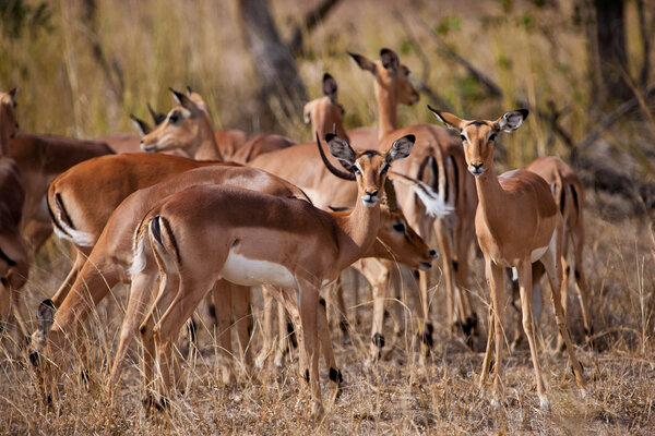 Антилопы женского пола, Национальный парк Крюгер, ЮАР
