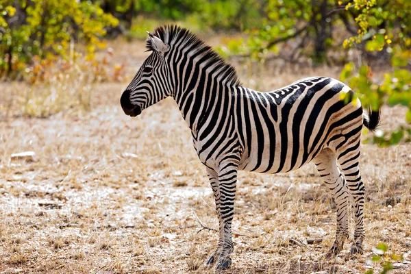 Zebra v národním parku Kruger, Jihoafrická republika — Stock fotografie