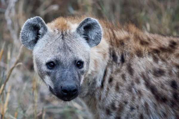 Gespot Hyena in Kruger National Park, Zuid-Afrika — Stockfoto