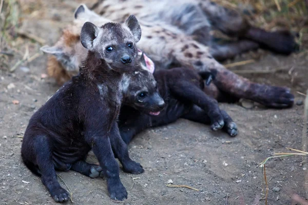 Hiena Cachorro y Madre en el Parque Nacional Kruger, Sudáfrica —  Fotos de Stock