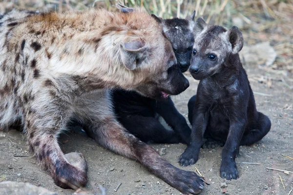 Hyena Cub and Mother in Kruger National Park, South Africa — Stock Photo, Image