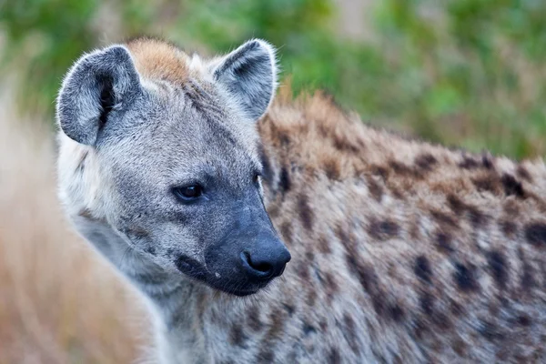 Hyène tachetée dans le parc national Kruger, Afrique du Sud — Photo