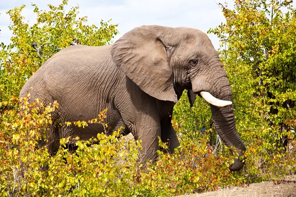 Éléphant d'Afrique dans le parc national Kruger, Afrique du Sud — Photo
