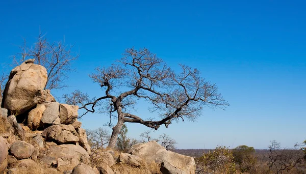 Paesaggio africano nel Parco nazionale di Kruger, Sud Africa — Foto Stock