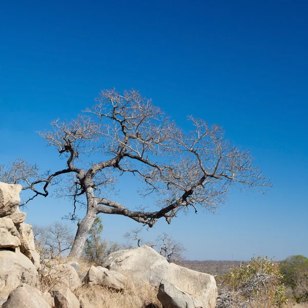 Krajobraz Afryki w Parku Narodowym Kruger, Republika Południowej Afryki — Zdjęcie stockowe