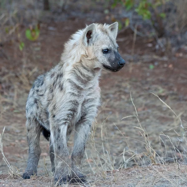 Hyène tachetée dans le parc national Kruger, Afrique du Sud — Photo
