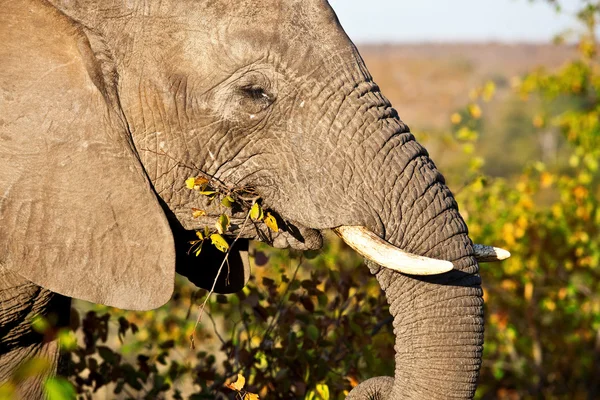 Африканский слон (Loxodonta Africana) в Национальном парке Крюгера, ЮАР. Африканский слон является крупнейшим живым наземным животным . — стоковое фото