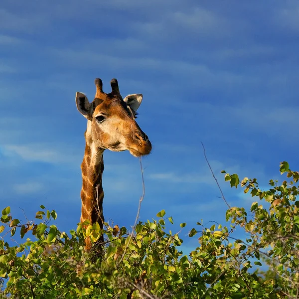 Jirafa (Giraffa camelopardalis) en el Parque Nacional Kruger, Sudáfrica — Foto de Stock