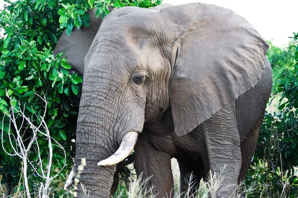 非洲大象 （象是） 在南非克鲁格国家公园。非洲的大象是最大的陆生动物. — 图库照片