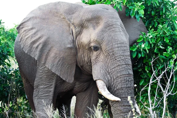 Afrikaanse olifant (loxodonta africana) in het kruger national park, Zuid-Afrika. de Afrikaanse olifant is het grootste levende terrestrische dier. — Stockfoto