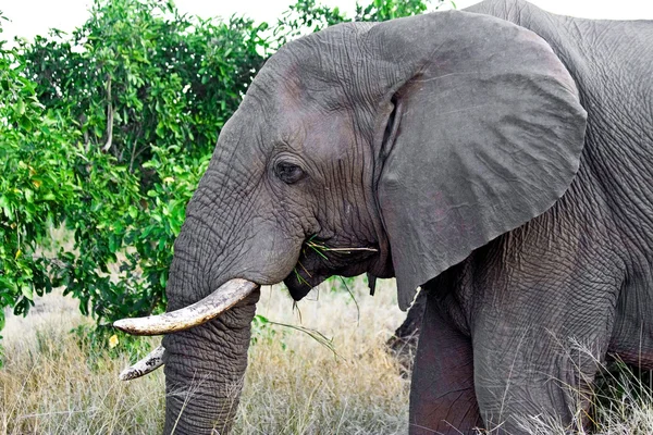 Elefante africano (Loxodonta Africana) en el Parque Nacional Kruger, Sudáfrica. El elefante africano es el animal terrestre vivo más grande . — Foto de Stock