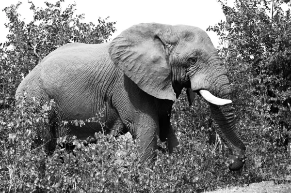 Éléphant d'Afrique (Loxodonta Africana) dans le parc national Kruger, Afrique du Sud. L'éléphant d'Afrique est le plus grand animal terrestre vivant . — Photo