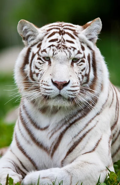 Weißer bengalischer Tiger — Stockfoto