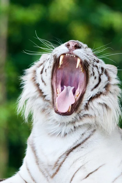 Tigre del Bengala Bianco — Foto Stock