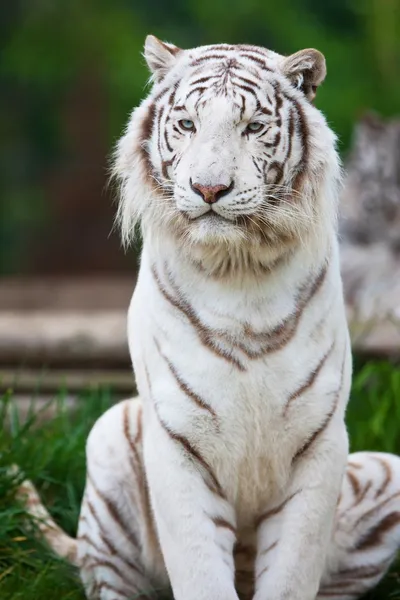 Weißer bengalischer Tiger — Stockfoto