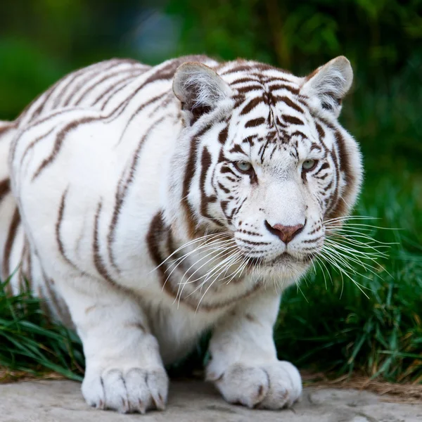 Weißer bengalischer Tiger — Stockfoto