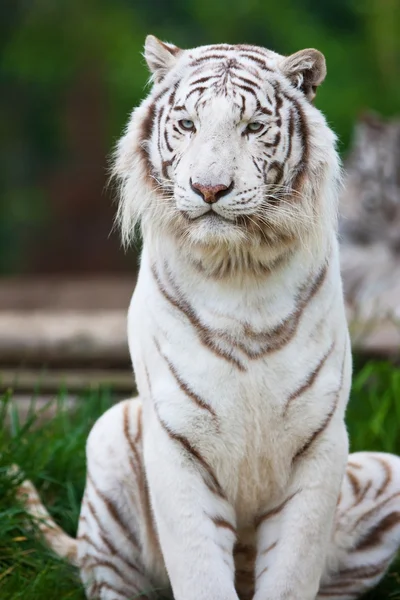 Beyaz Bengal Kaplanı — Stok fotoğraf