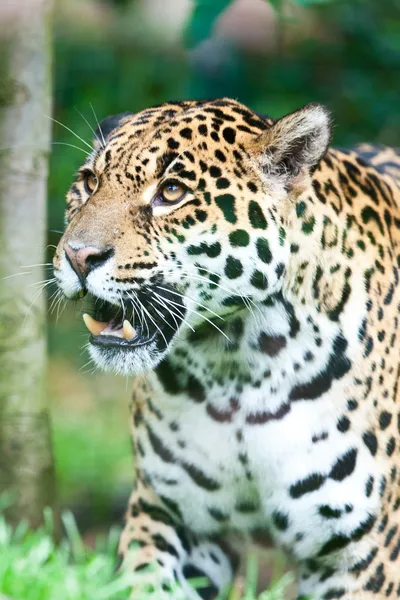 Jaguár - panthera onca. — Stock fotografie