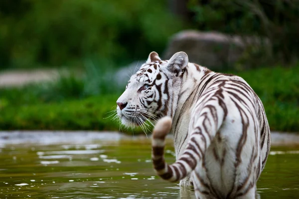 Biały tygrys bengalski — Zdjęcie stockowe