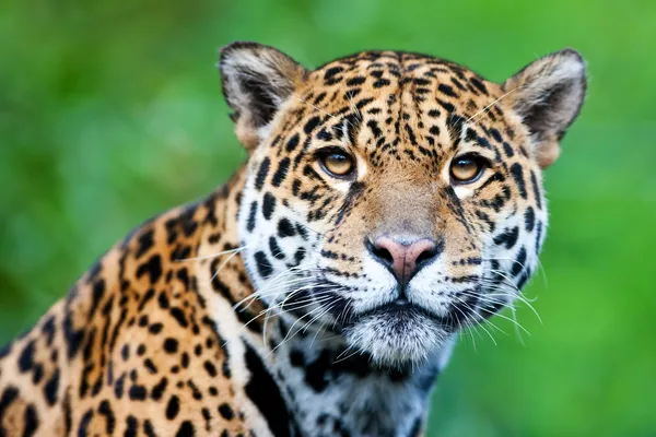 Jaguar - Panthera onca. — Stok fotoğraf