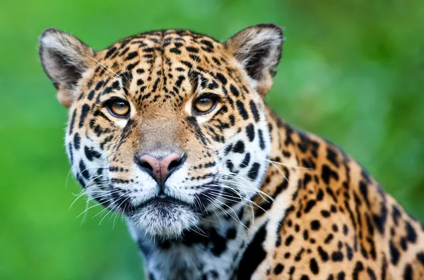 Ягуар - Panthera onca . — стоковое фото